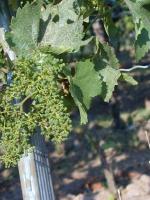 The grapes in the early stage (June)